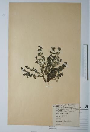 Euphorbia serpyllifolia (Milky small spurge): Milky small spurge