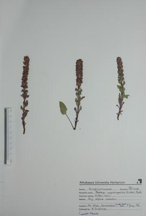  Besseya wyomingensis (Kitten-tails)  