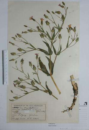  Saponaria/Silene vaccaria (Cow Cockle)  