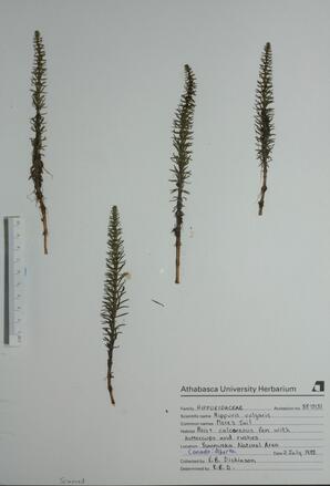  Hippuris vulgaris (Mare's-tail)   