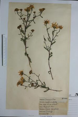  Grindelia perennis (Gumweed)  