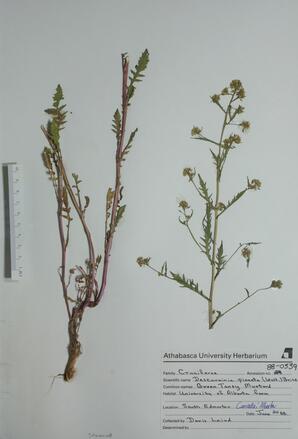 Descurainia pinnata (Green Tansy mustard): Green Tansy mustard
