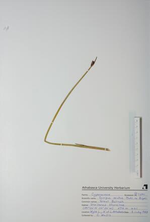 Scirpus acutus (Great Bulrush): Great Bulrush