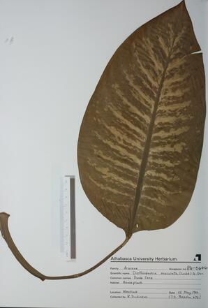 Dieffenbachia maculata (Dumb Cane): Dumb Cane