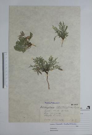 Batidophaca latiflora (Low Milk Vetch): Low Milk Vetch
