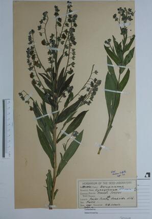   Cynoglossum officinale (Hound's Tongue)   