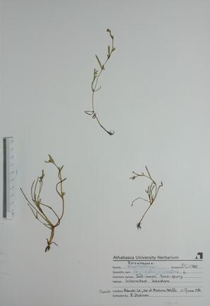  Plagiobothrys scouleri (Saltmarsh Sandspurry)  