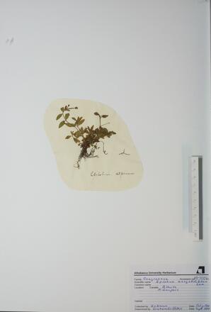   Epilobium anagallidifolium ()   