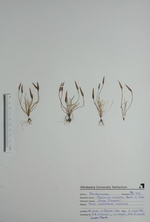 Myosurus aristatus (Sedge Mousetail): Sedge Mousetail