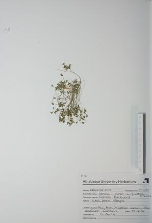 Lemna minor (Common Duckweed): Common Duckweed
