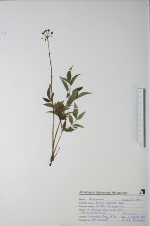 Aralia hispida (Bristly Sarsaparilla): Bristly Sarsaparilla