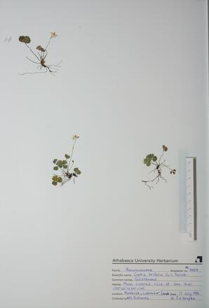 Coptis trifolia (Goldthread): Goldthread