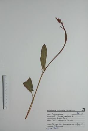 Rumex acetosa (Green Sorel): Green Sorel
