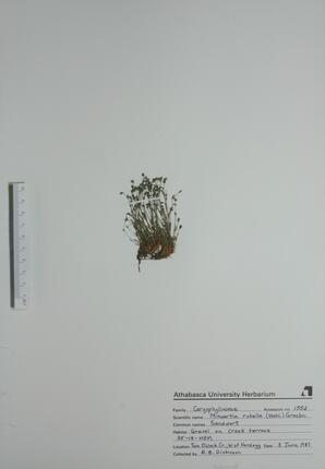 Minuartia rubella (Sandwort): Sandwort