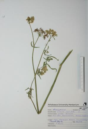Cicuta maculata (Water Hemlock): Water Hemlock