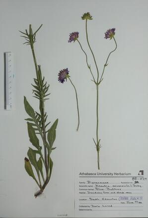 Knautia arvensis (Blue Buttons): Blue Buttons