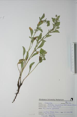 Ratibida columnifera (Prairie Cone-flow): Prairie Cone-flow
