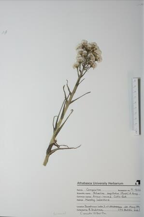 Petasites sagittatus (Arrow-leaf Coltsfoot): Arrow-leaf Coltsfoot