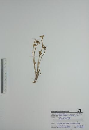   Cochlearia officinalis  ()   