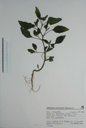  Helianthus nuttallii  (Common Tall Sunflower)  
