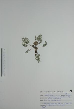 Cymopterus acaulis (Plains Cymopterus): Plains Cymopterus