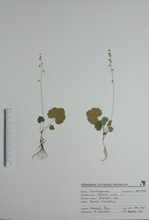  Mitella nuda (Bishop's-cap)  