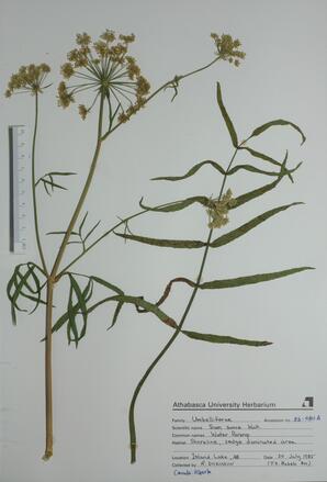  Sium suave (Water Parsnip)  
