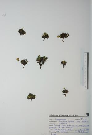   Diapensia lapponica (Diapensia)   