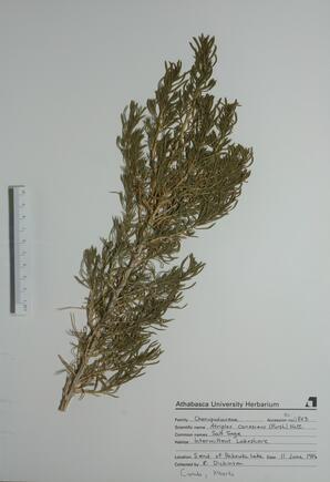 Atriplex canescens (Salt Sage): Salt Sage