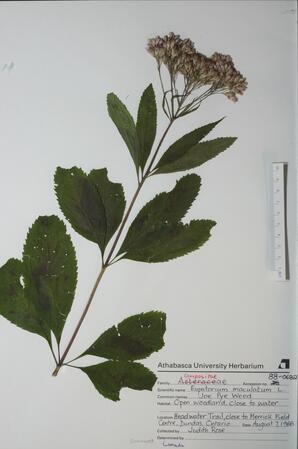 Eupatorium maculatum (Joe Pye Weed): Joe Pye Weed