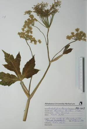   Heracleum lanatum  (Cow Parsnip)   