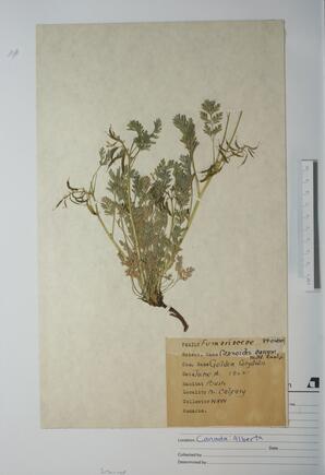 Capnoides dureum (Golden Corydalis): Golden Corydalis