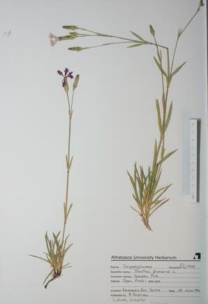  Dianthus plumarius (Garden pink)  