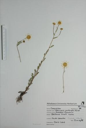 Matricaria perforata (Scentless Chamomile): Scentless Chamomile