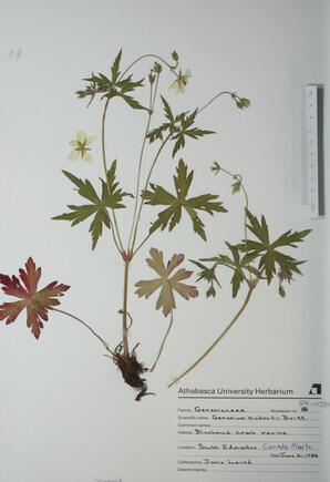 Geranium bicknelli (Crane's-bill): Crane's-bill