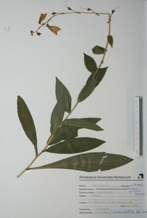   Digitalis ambigua (False Foxglove)   