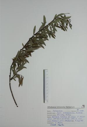 Salix arbusculoides (Shrubby Willow): Shrubby Willow