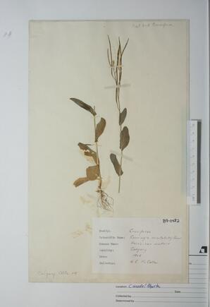 Conringia orientalis (Hare's-ear Mustard): Hare's-ear Mustard