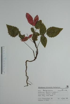 Berberis repens (Oregon Grape): Oregon Grape