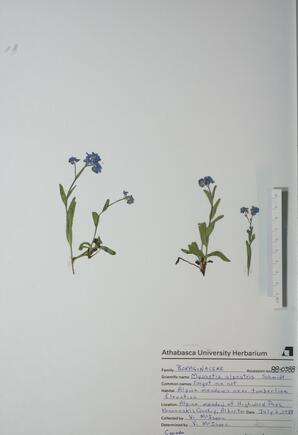 Myosotis alpestris (Alpine Forget-me-not): Alpine Forget-me-not