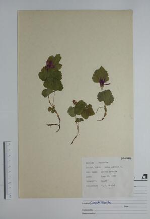  Rubus arcticus (Arctic bramble)  