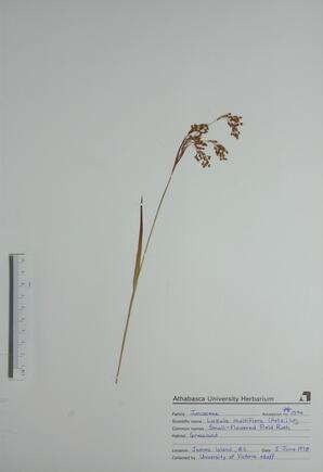 Luzula multiflora (Small Flower Field Rsh): Small Flower Field Rsh