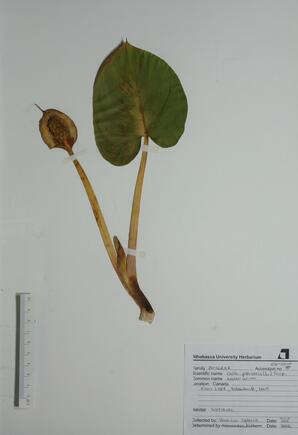   Calla palustris (Water Arum, Wild Calla)   