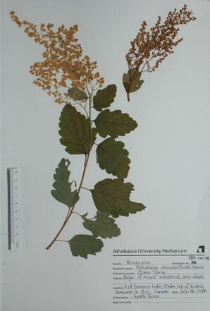 Holodiscus discolor (Ocean Spray): Ocean Spray
