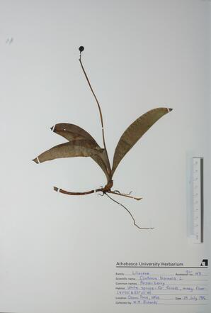   Clintonia  borealis (Poison-berry)   