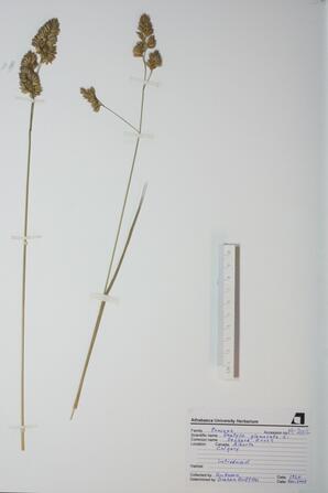 Dactylis glomerata (Orchard Grass): Orchard Grass