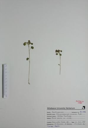 Chrysosplenium iowense (Golden Saxifrage): Golden Saxifrage