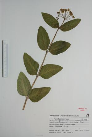 Asclepias ovalifolia (Low Milkweed): Low Milkweed