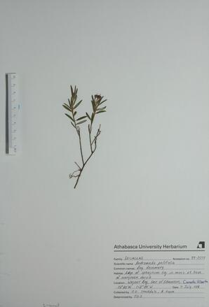 Andromeda polifolia (Bog Rosemary): Bog Rosemary