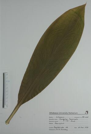 Cordyline terminalis (Ti Plant): Ti Plant